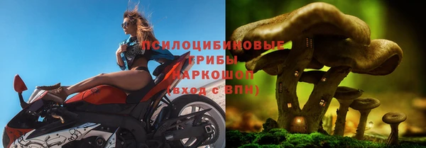 прущие грибы Баксан